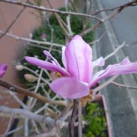 四手こぶし