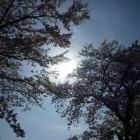 桜満開